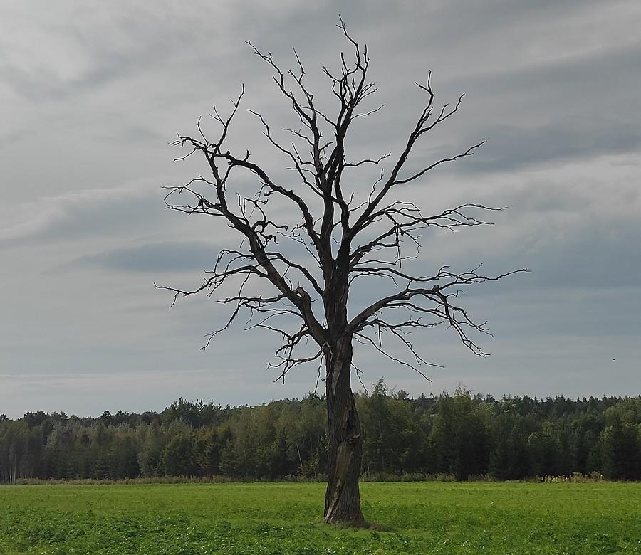 Wyschnięte samotne drzewo