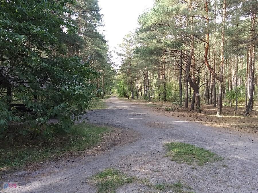 Leśne rozstaje