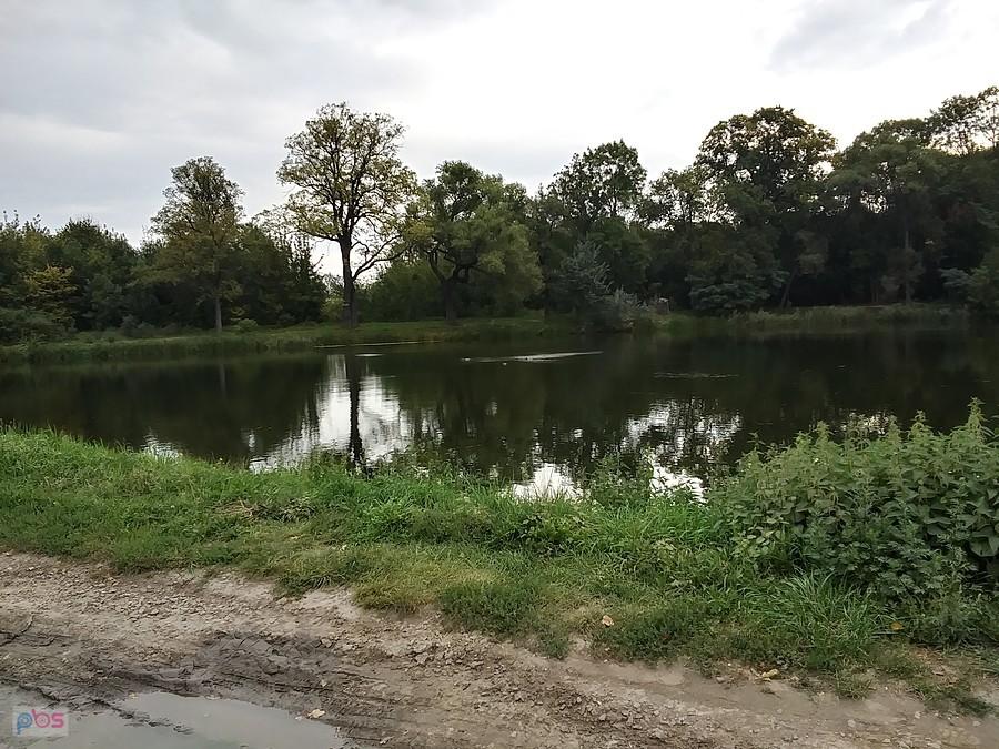 Staw w Ołtarzewie