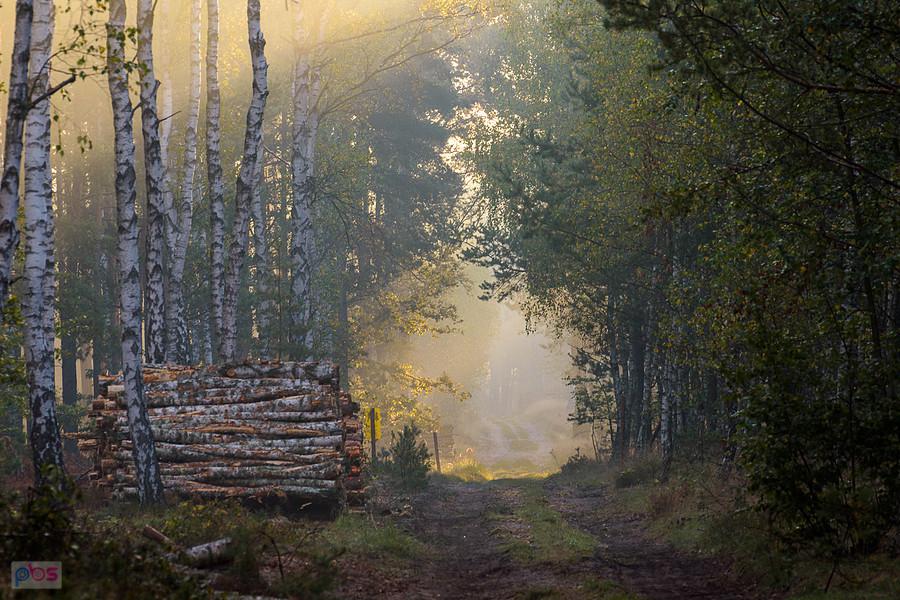 Las w pobliżu miejscowości Korwinów