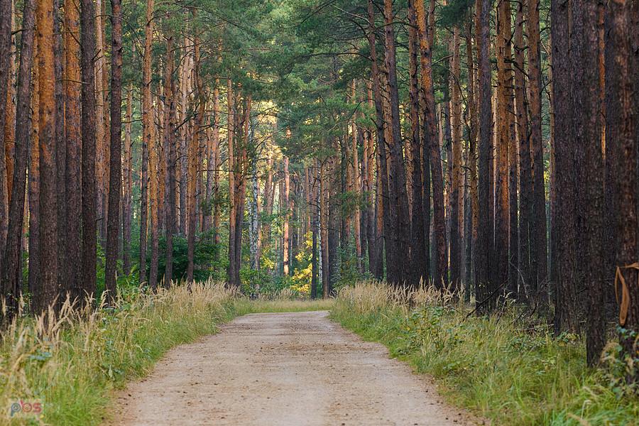 Droga Częstochowa-Poraj na wysokości miejscowości Zawodzie