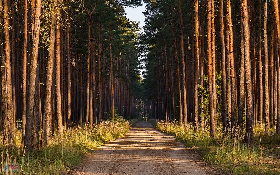 Droga Częstochowa-Poraj na wysokości miejscowości Zawodzie