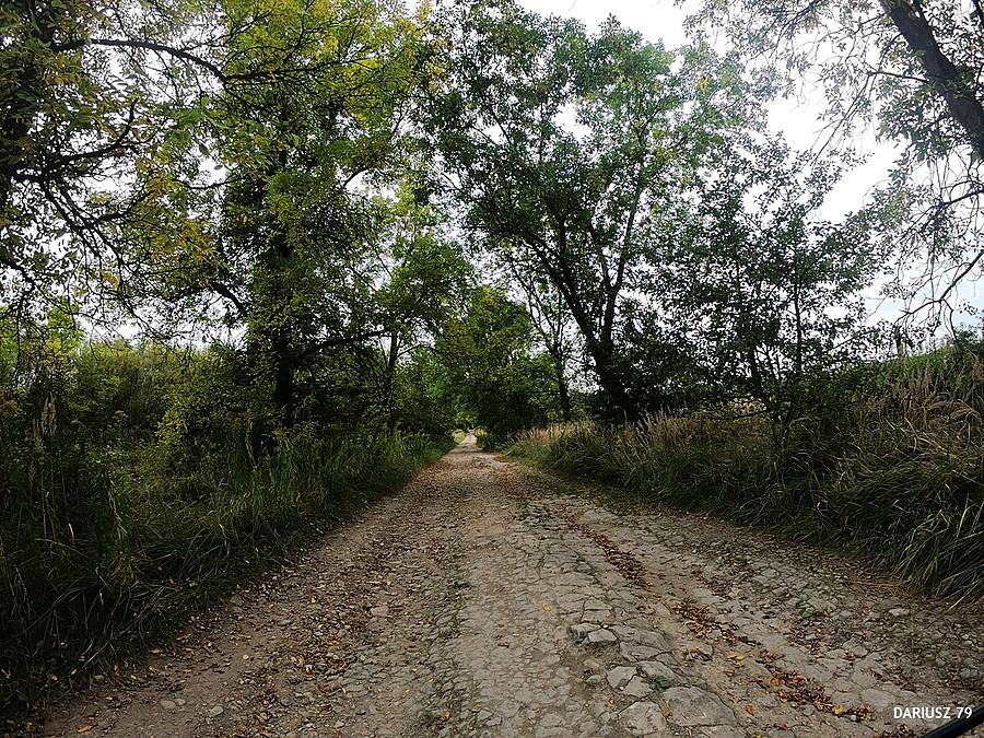 Tucznawa