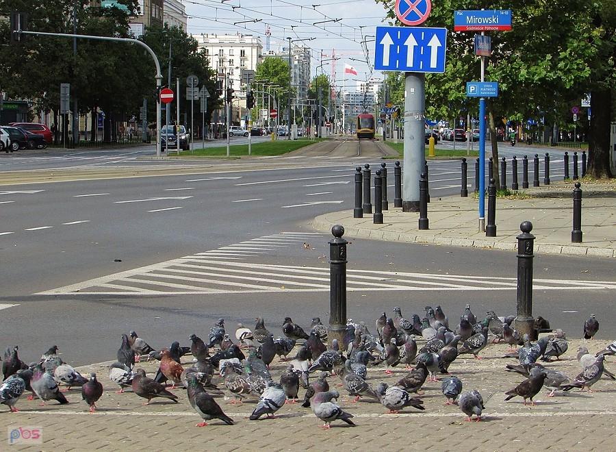 Gołębnik przy al. JP II