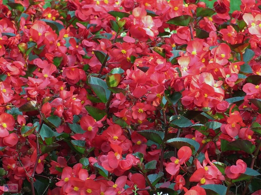 Begonia czerwieni się na rabatkach