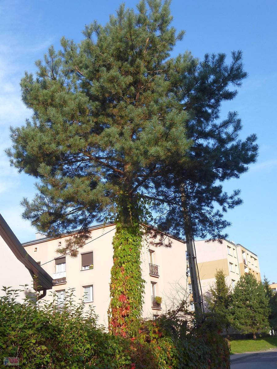 A co to za drzewo