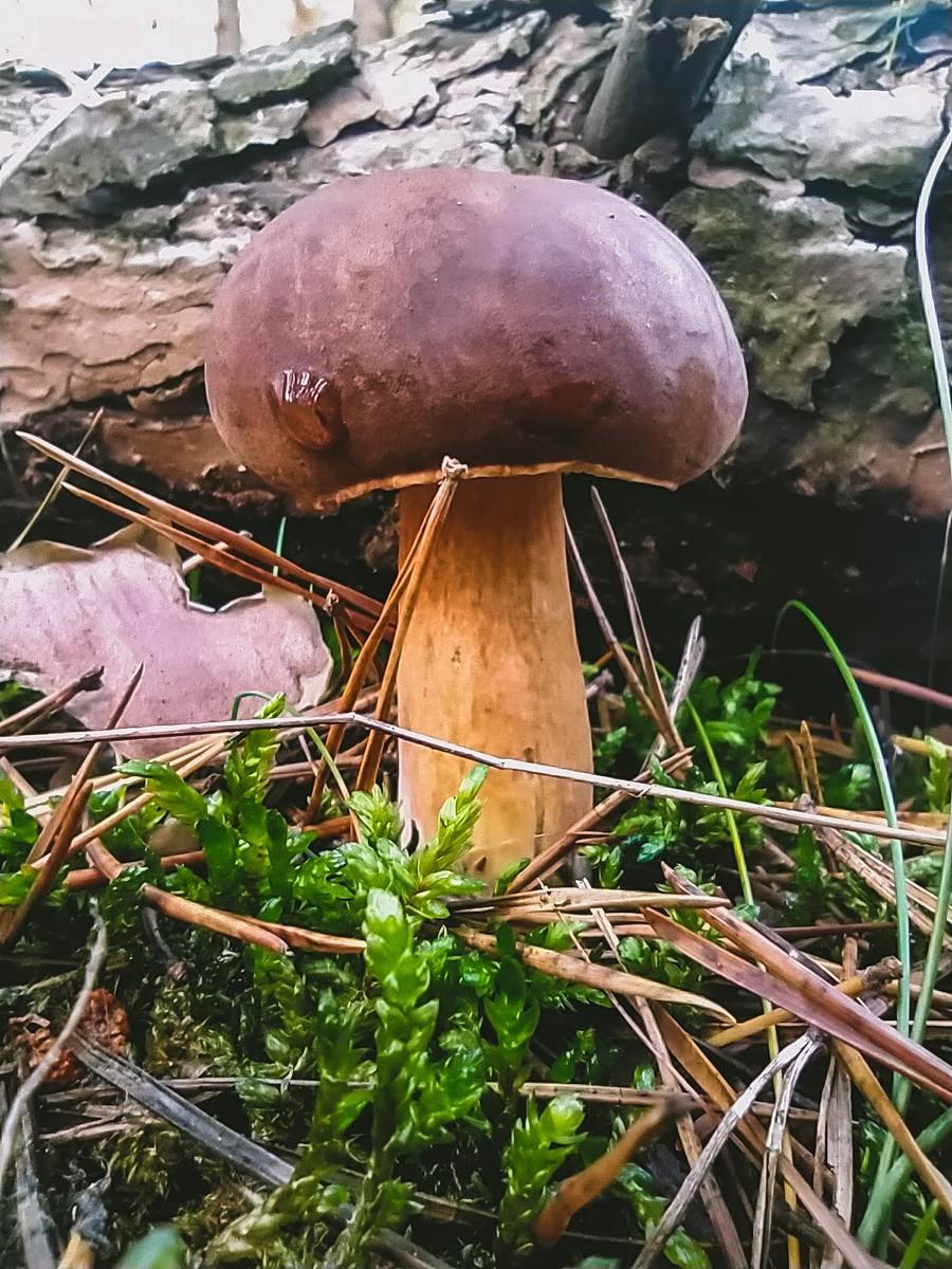 Podgrzybek.