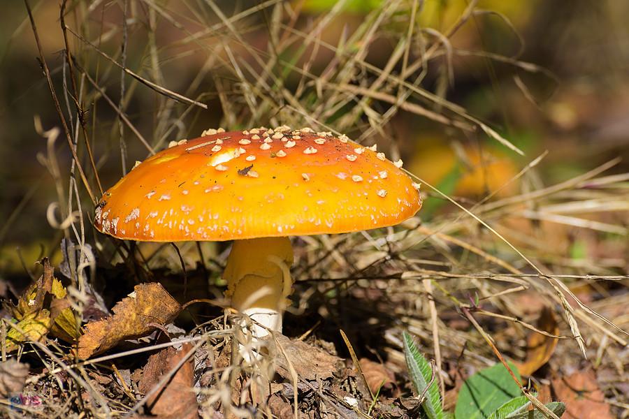 Muchomor w rosnący w lasku obok Blachowni