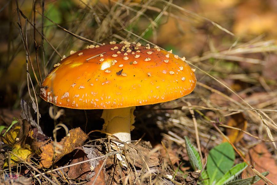 Muchomor w rosnący w lasku obok Blachowni
