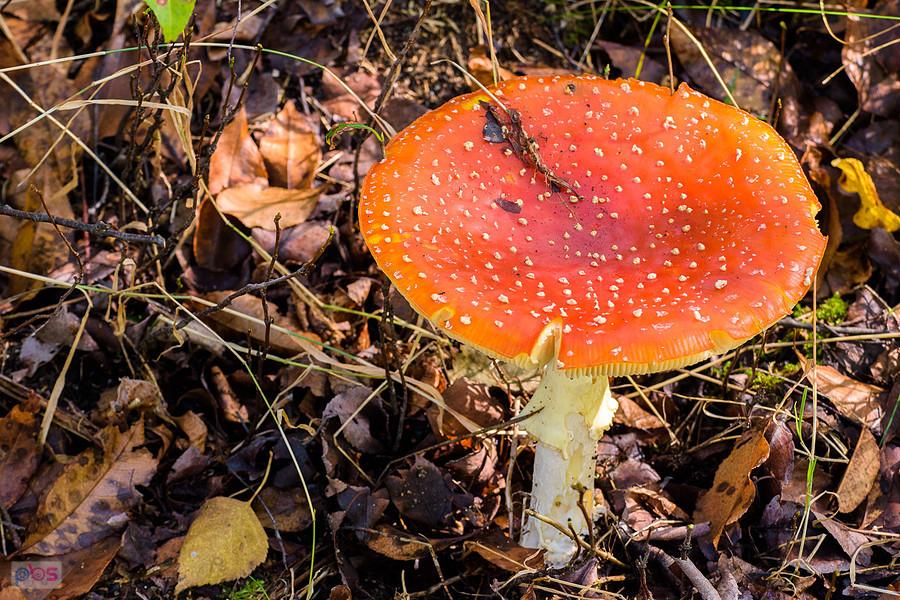 Muchomor w rosnący w lasku obok Blachowni