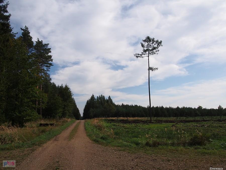 Samotność w lesie