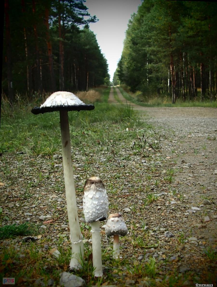 Hierarchia.