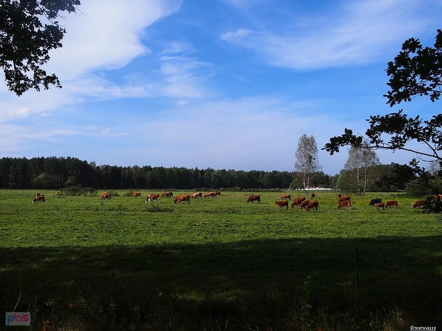 Zwierzęta leśne ;)