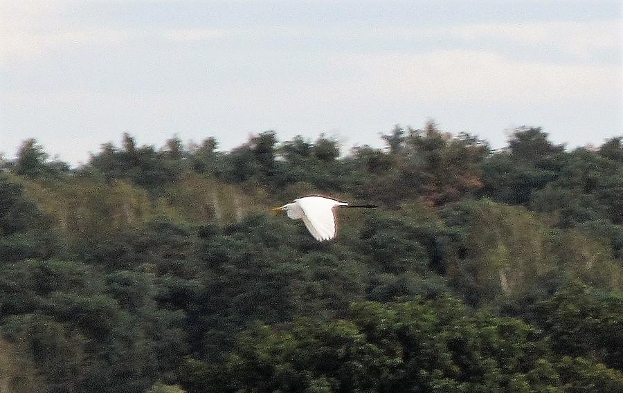 Torpeda w akcji