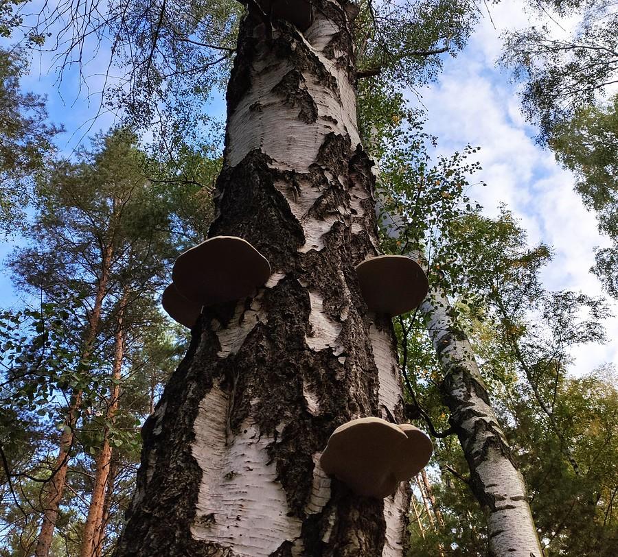 Stado hub na martwej brzozie