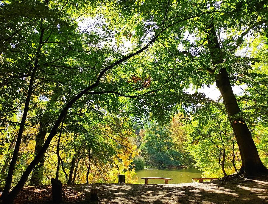 Dojście do stawu, Dębina, Poznań