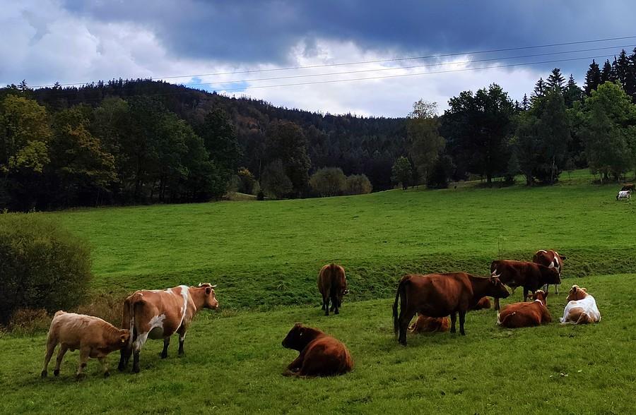 Hura, znów krowy w Rudawach!