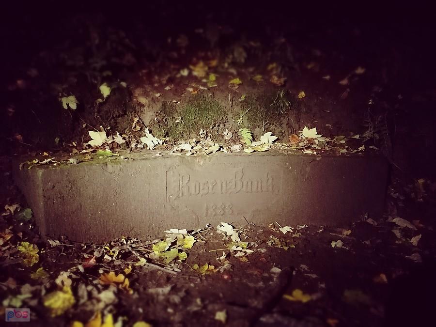 Różana Ławeczka w miechowickim lesie