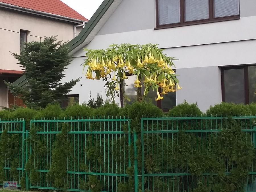 Ładny kwiat, nie wiem jaką ma nazwę