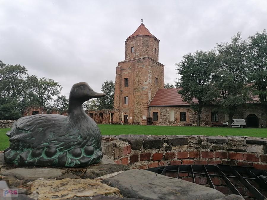 Kaczka w Toszku