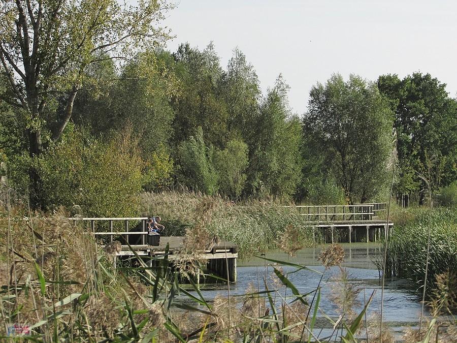 Obydwa pomosty na Jeziorze Zgorzała - widok z ul. Kórnickiej