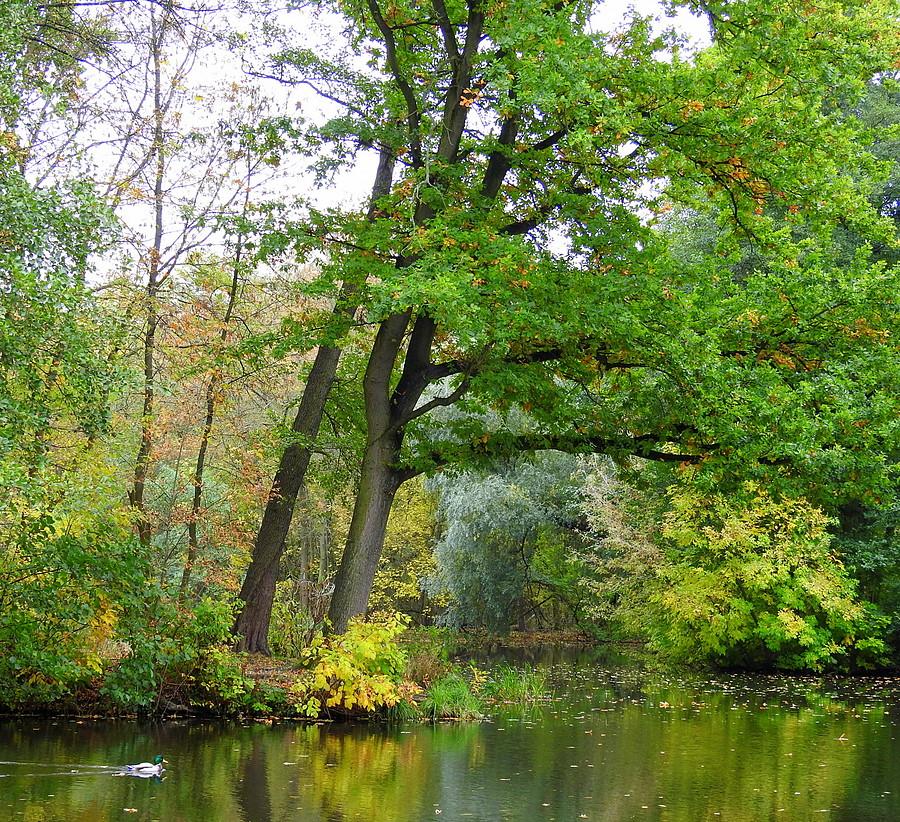 Jesień na Dębinie, Poznań
