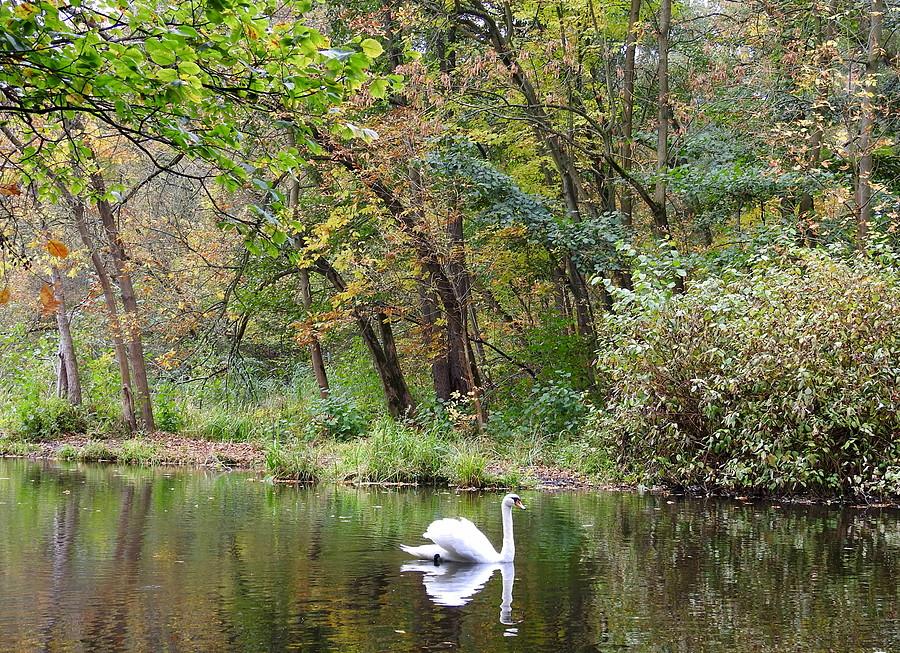 Łabędzi slow live, Dębina
