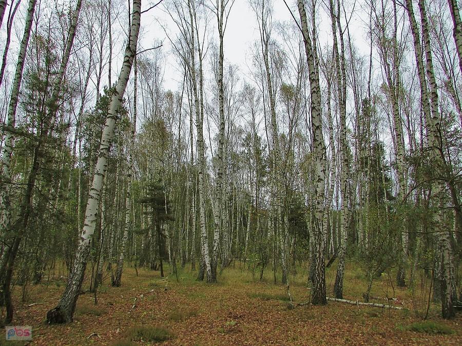 Spokojny zagajnik brzozowy