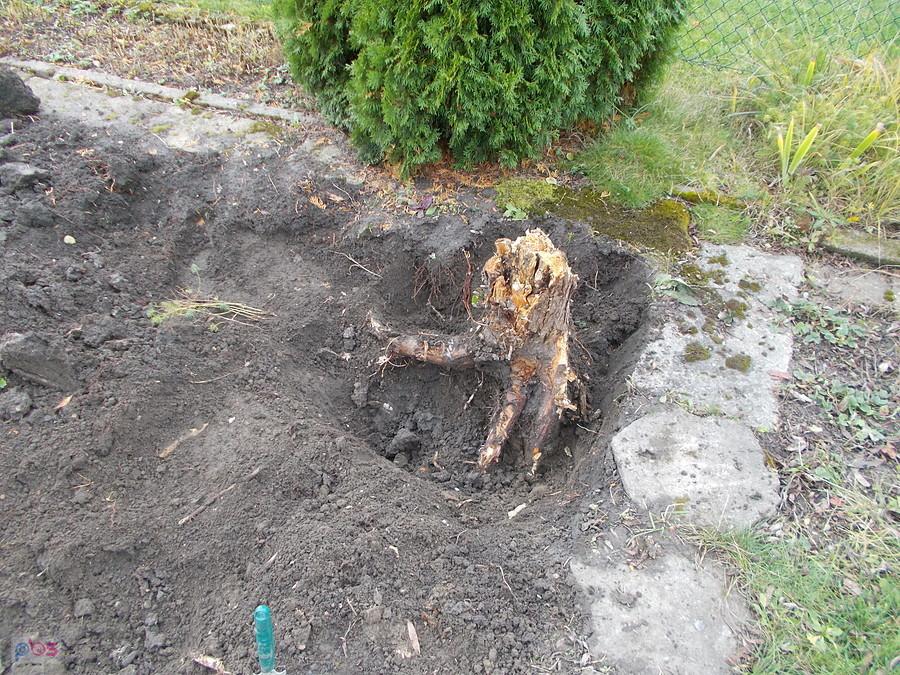 Działka Dareckiego - walka z korzeniem wierzby