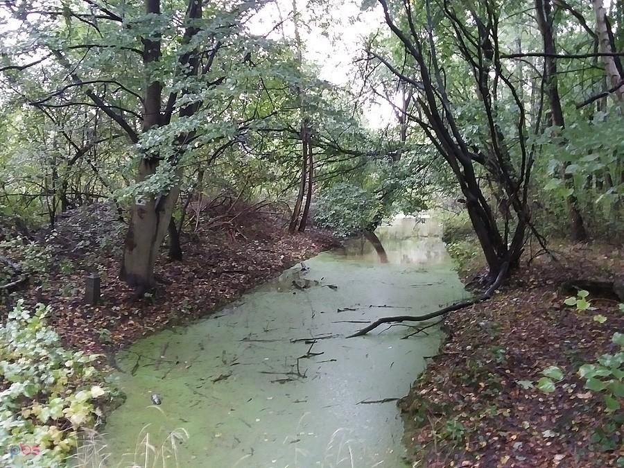 Zielona rzeka