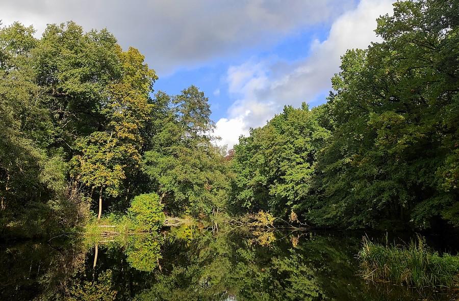 Jesienny poranny klimat, Las Dębiński, Poznań