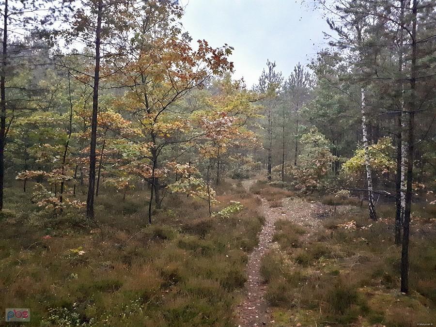 Masłońskie - skrót przez las od drogi wojewódzkiej do drogi przy zbiorniku "Poraj.