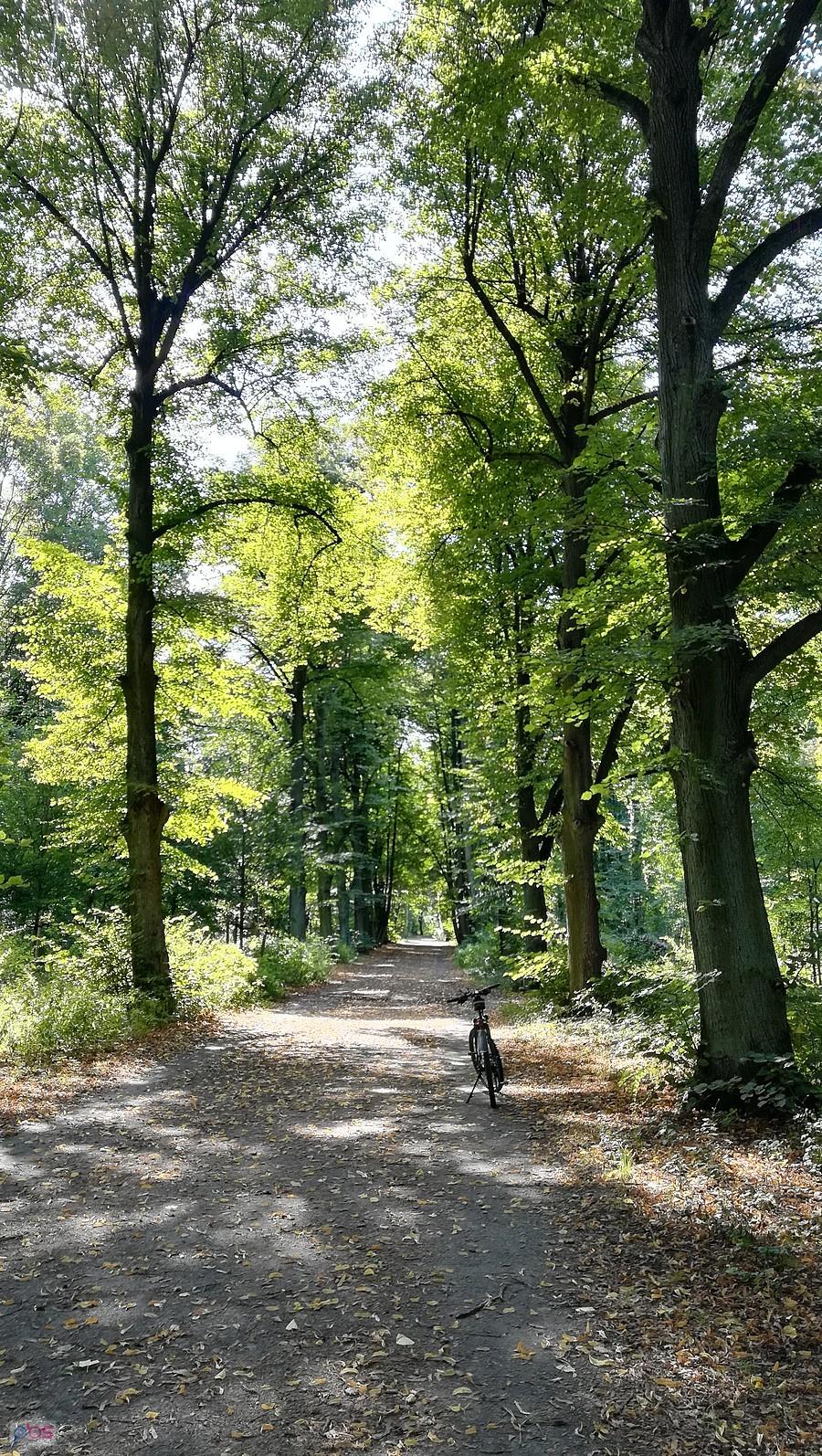 W Lasku Grabiszyńskim