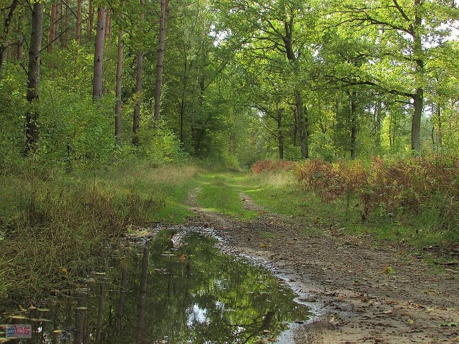 Leśna droga