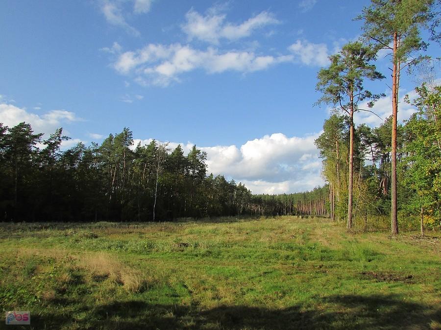 Śródleśna polana