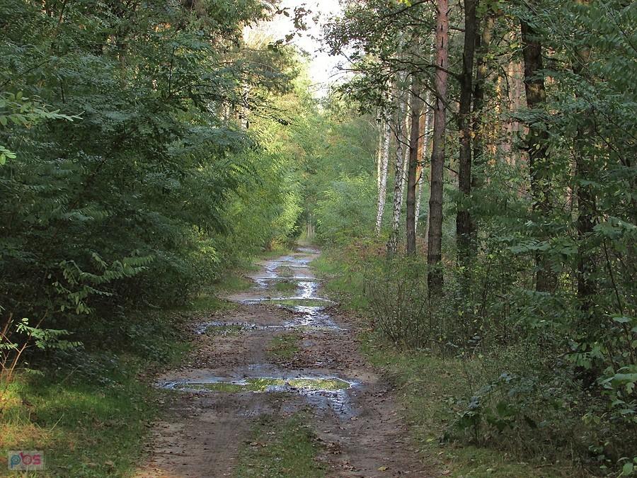 Kałuże na leśnej drodze nie miały końca
