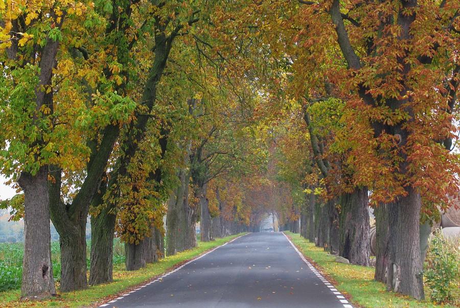Póki liście nie opadną, jest bajkowo