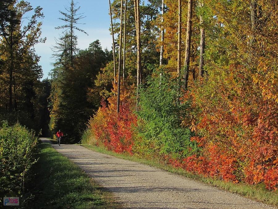 Rowerowy szlak Lasów Chojnowskich