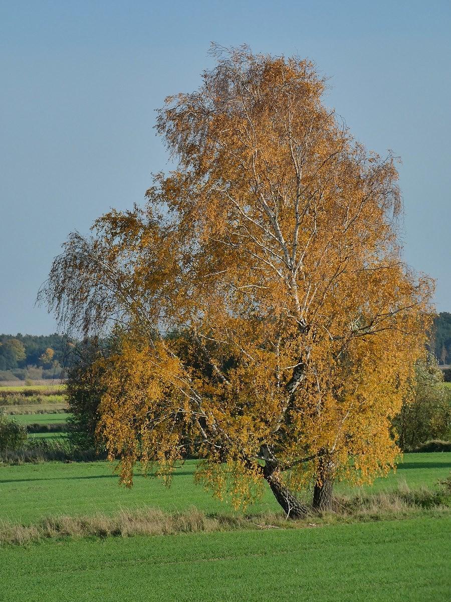 Złota brzoza
