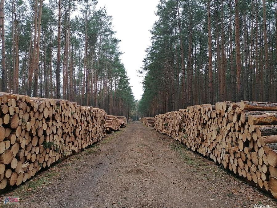 LR czytaj leśna rąbanka