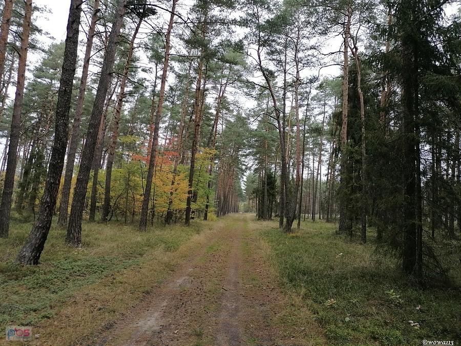 Leśna droga za Pustą Kuźnicą