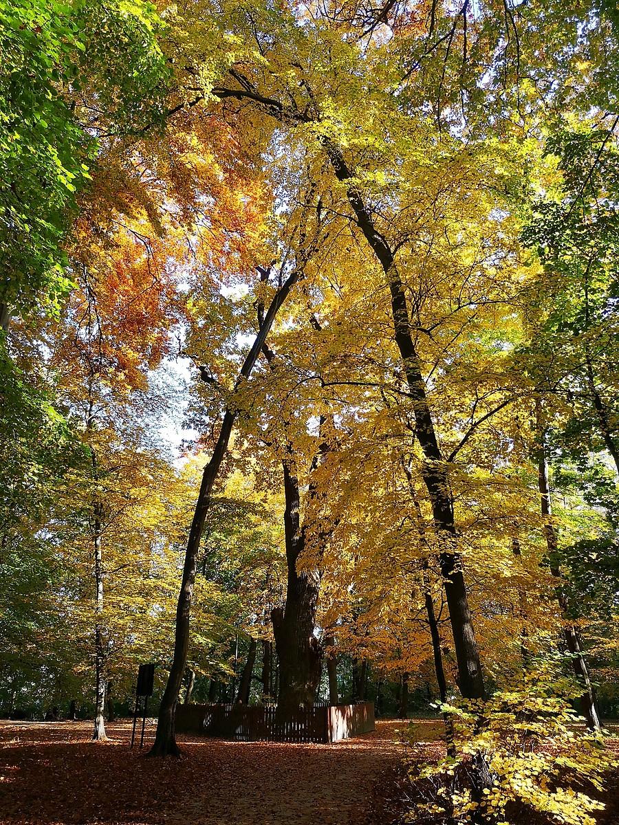 Park Wolszyński