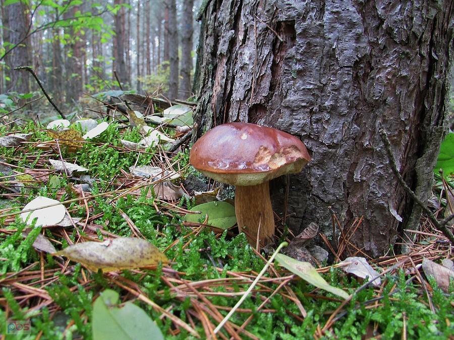 Podgrzybki lubią bliskie towarzystwo sosny