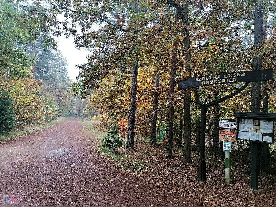Szkółka leśna Brzeźnica