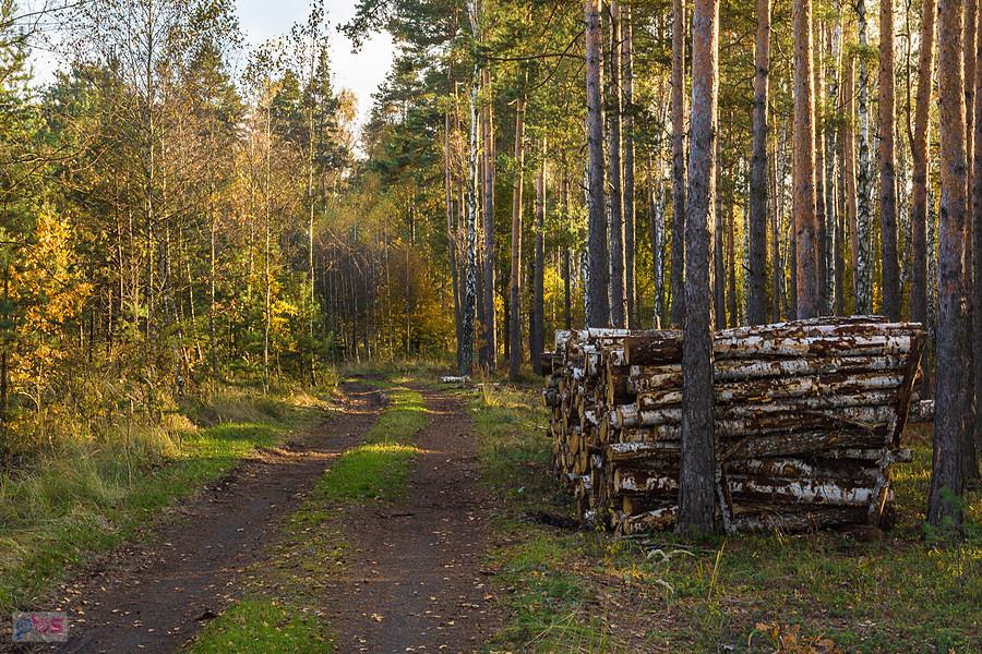 Leśny szlak z Częstochowy do Poraja, tutaj pomiędzy Zawodziem i Osinami