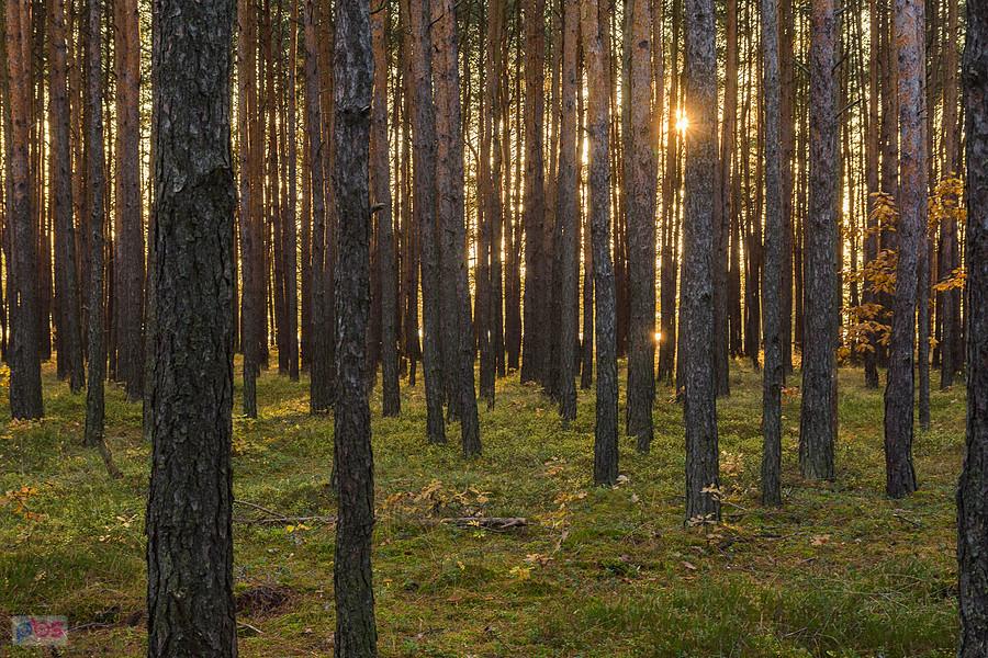 Las w pobliżu zbiornika wodnego "Poraj", w miejscowości Masłońskie, w oddali przebłyski od lustra wody.