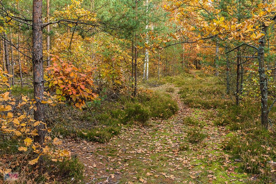 Las w pobliżu zbiornika wodnego "Poraj", w miejscowości Masłońskie - czarny szlak