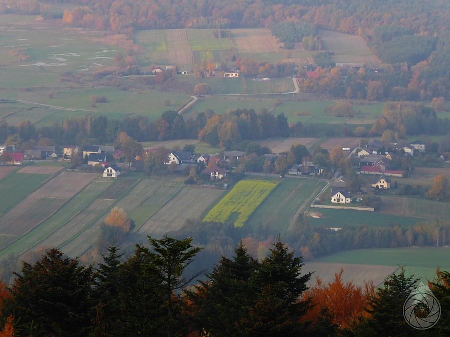 ostatnie żółte musztardy przed zimą