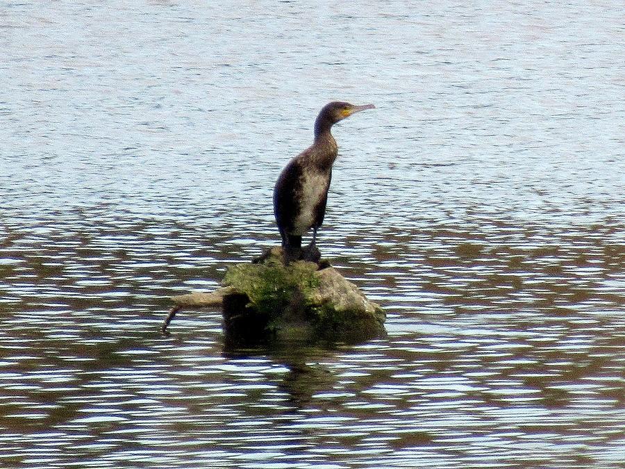 Kormoran czarny