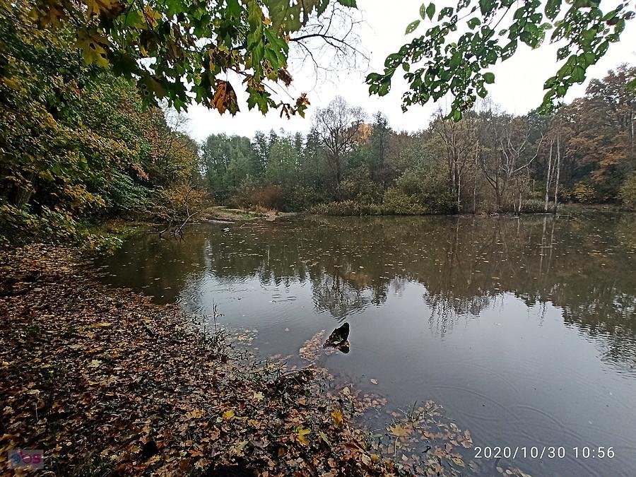 Las Arkoński - jezioro Głuszec.